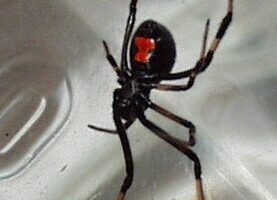 ¿Por qué se llama a la araña viuda negra? ¿Por qué se llama a la araña viuda negra?