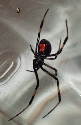 ¿Por qué se llama a la araña viuda negra? ¿Por qué se llama a la araña viuda negra?