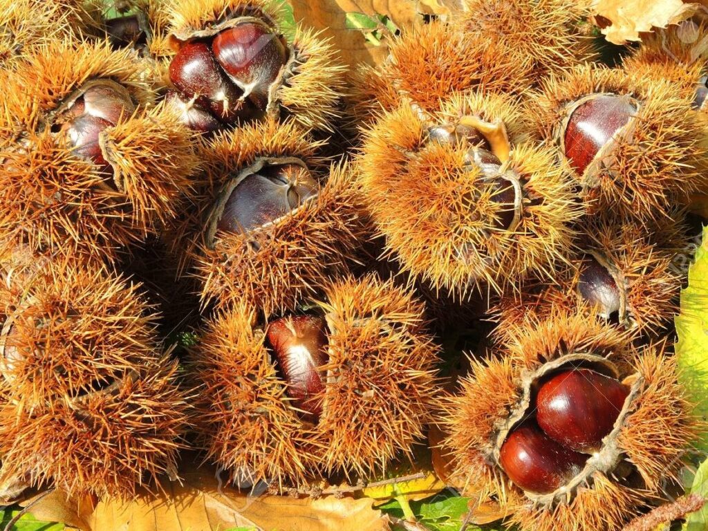 ¿Por qué se llama a la castaña erizo? ¿Por qué se llama a la castaña erizo?