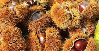 ¿Por qué se llama a la castaña erizo? ¿Por qué se llama a la castaña erizo?