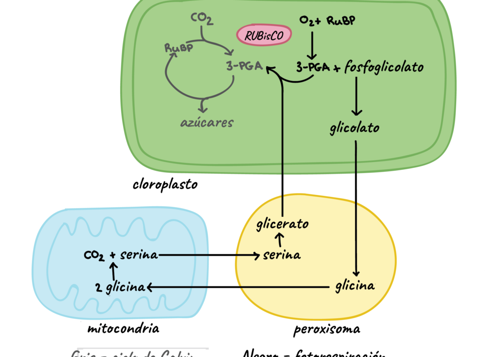 ¿Por qué se llama a la fotorrespiración ciclo C2? ¿Por qué se llama a la fotorrespiración ciclo C2?
