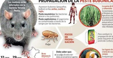 ¿Por qué se llama a la peste bubónica? ¿Por qué se llama a la peste bubónica?