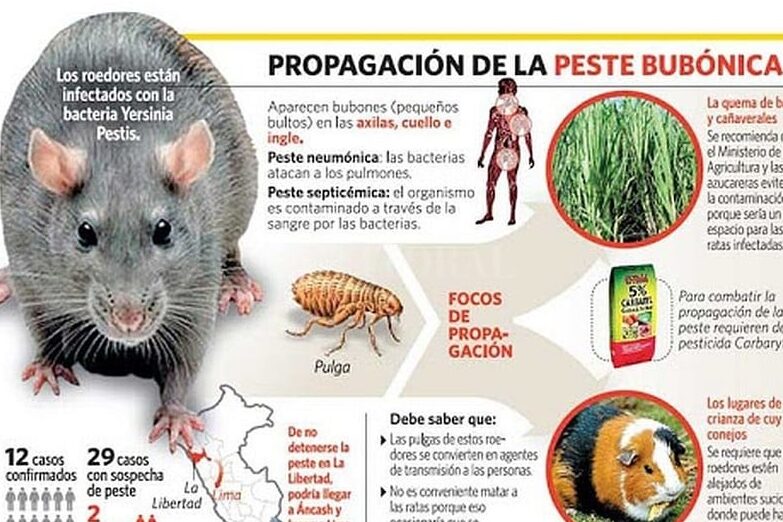 ¿Por qué se llama a la peste bubónica? ¿Por qué se llama a la peste bubónica?
