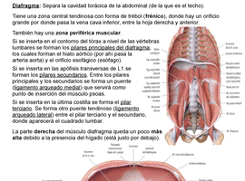 ¿Por qué se llama a la sangre polifásica? ¿Por qué se llama a la sangre polifásica?