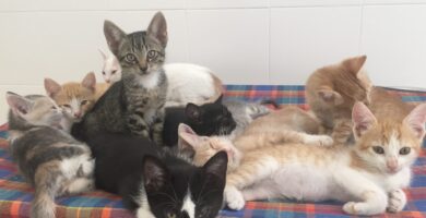 ¿Por qué se llama a los madrileños gatos? ¿Por qué se llama a los madrileños gatos?