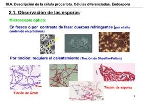 ¿Por qué se llama a una endospora forma de resistencia? ¿Por qué se llama a una endospora forma de resistencia?