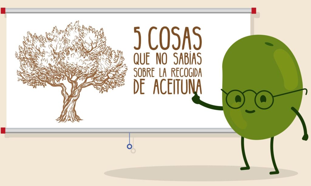¿Por qué se llama aceituna? ¿Por qué se llama aceituna?