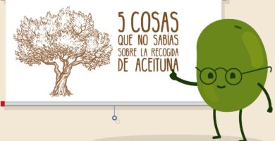¿Por qué se llama aceituna? ¿Por qué se llama aceituna?