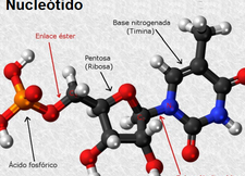 ¿Por qué se llama ácido nucleico? ¿Por qué se llama ácido nucleico?