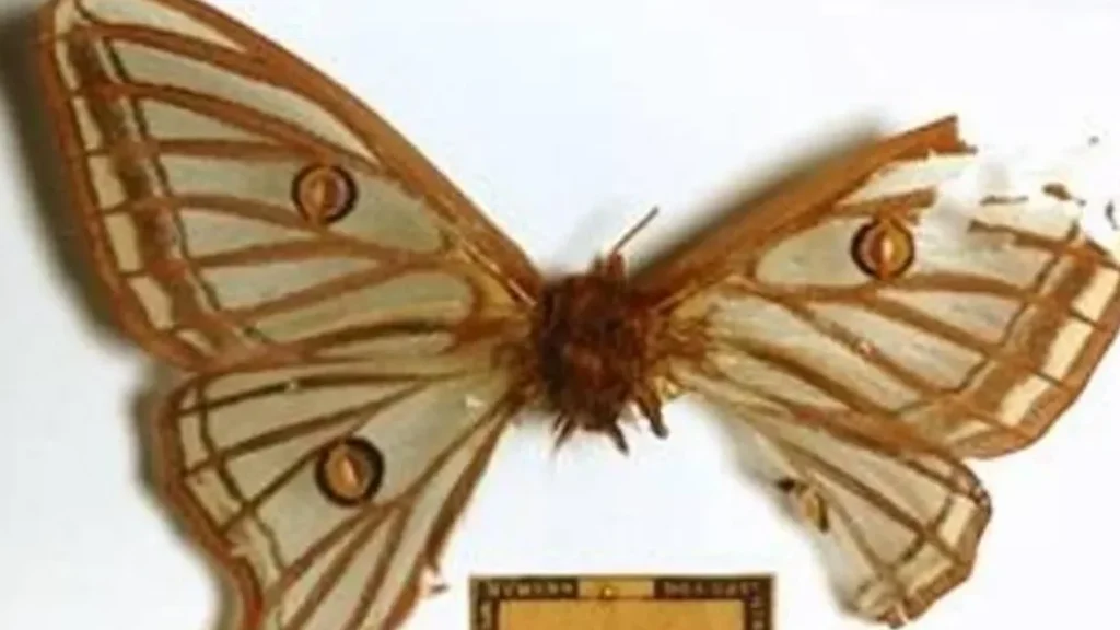 ¿Por qué se llama Actias la Graellsia? ¿Por qué se llama Actias la Graellsia?