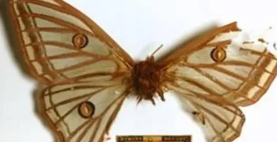 ¿Por qué se llama Actias la Graellsia? ¿Por qué se llama Actias la Graellsia?