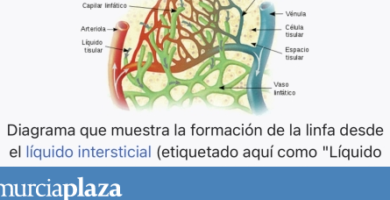 ¿Por qué se llama adenopatía a ganglio linfático? ¿Por qué se llama adenopatía a ganglio linfático?