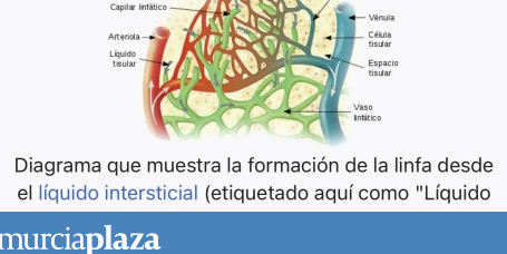 ¿Por qué se llama adenopatía a ganglio linfático? ¿Por qué se llama adenopatía a ganglio linfático?