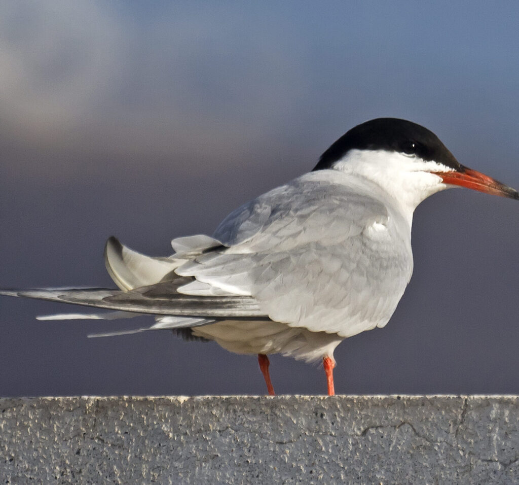 ¿Por qué se llama al charrán golondrina marina? ¿Por qué se llama al charrán golondrina marina?