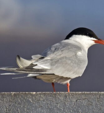 ¿Por qué se llama al charrán golondrina marina?