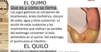 ¿Por qué se llama alimentación por bolos? ¿Por qué se llama alimentación por bolos?