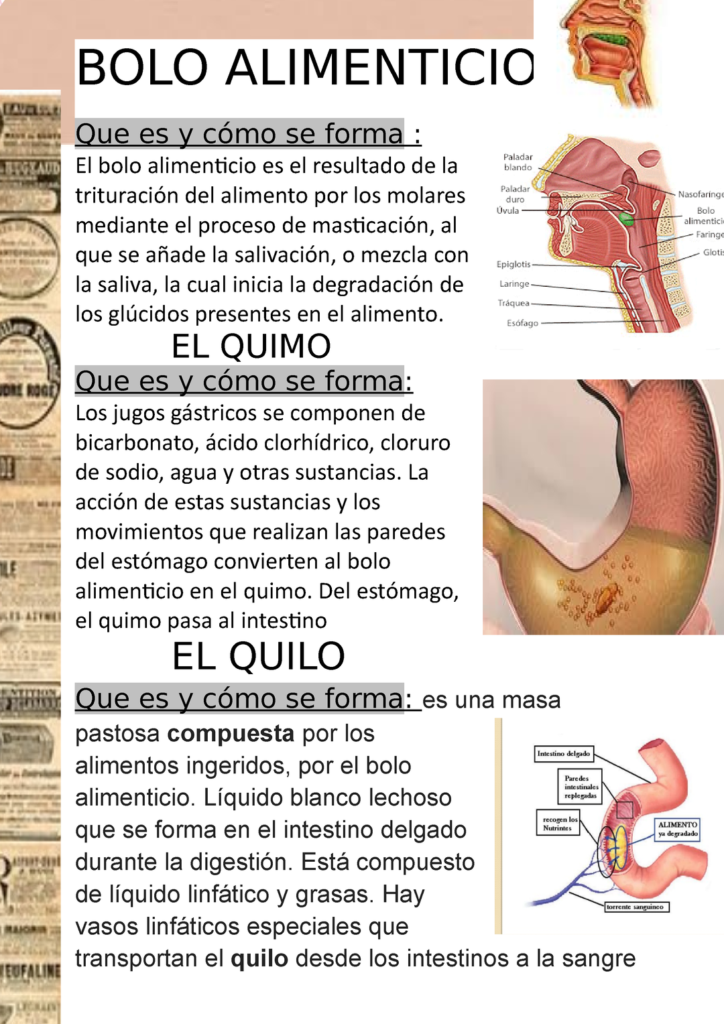 ¿Por qué se llama alimentación por bolos? ¿Por qué se llama alimentación por bolos?