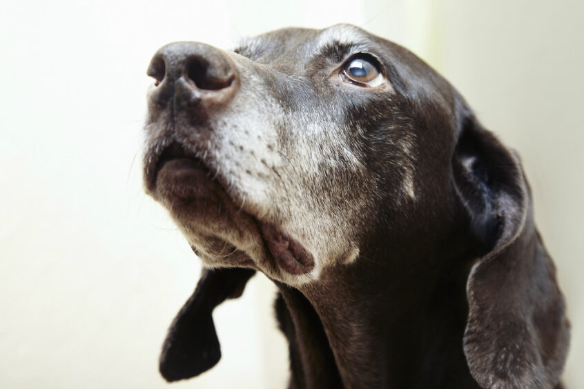 ¿Por qué se llama alzhéimer? ¿Por qué se llama alzhéimer?