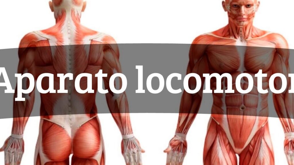 ¿Por qué se llama aparato locomotor? ¿Por qué se llama aparato locomotor?