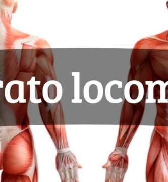 ¿Por qué se llama aparato locomotor?