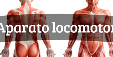 ¿Por qué se llama aparato locomotor? ¿Por qué se llama aparato locomotor?
