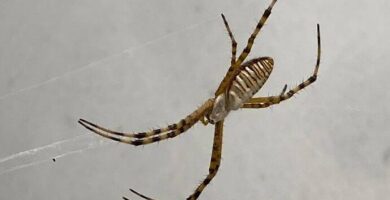 ¿Por qué se llama araña tigre? ¿Por qué se llama araña tigre?