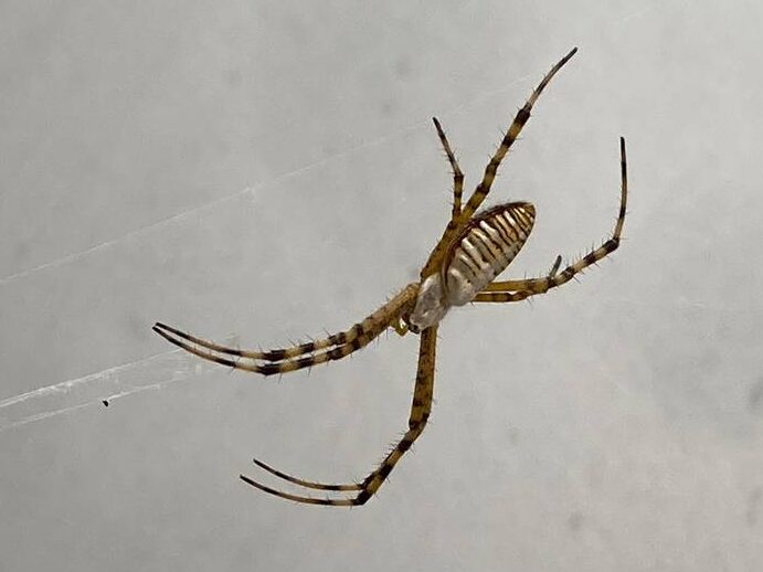 ¿Por qué se llama araña tigre? ¿Por qué se llama araña tigre?
