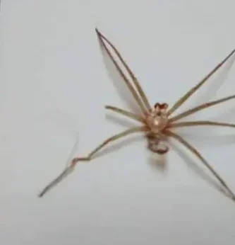 ¿Por qué se llama araña violinista?