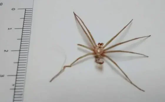 ¿Por qué se llama araña violinista? ¿Por qué se llama araña violinista?