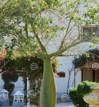 ¿Por qué se llama árbol botella?