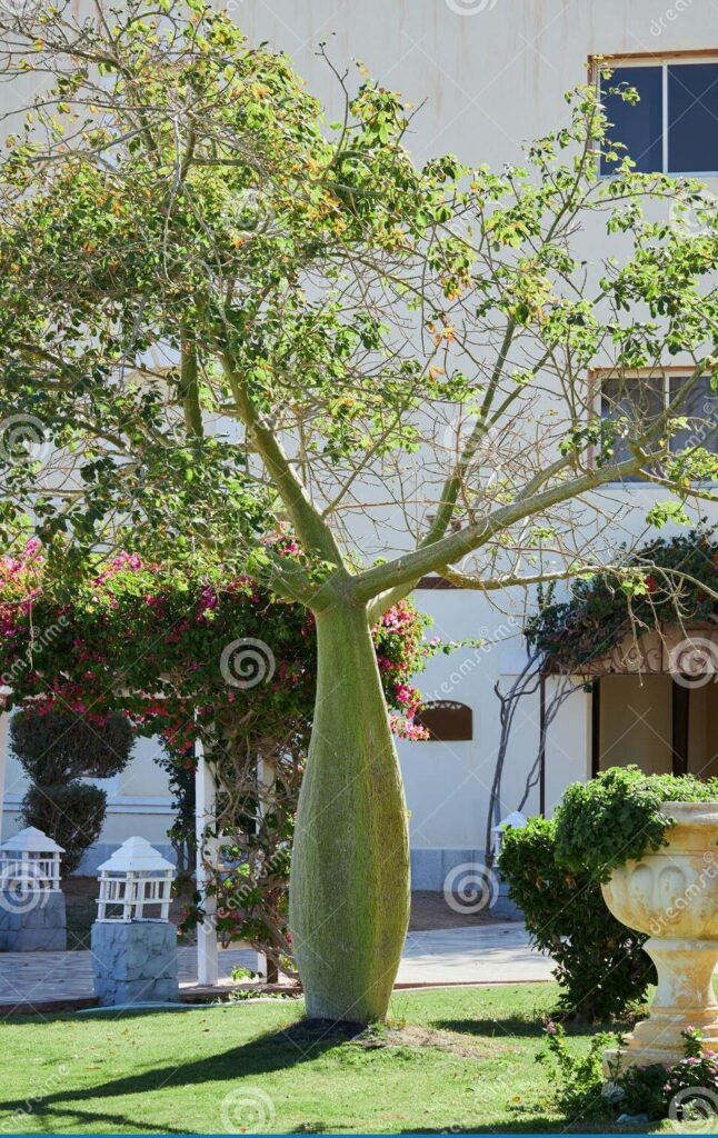 ¿Por qué se llama árbol botella? ¿Por qué se llama árbol botella?