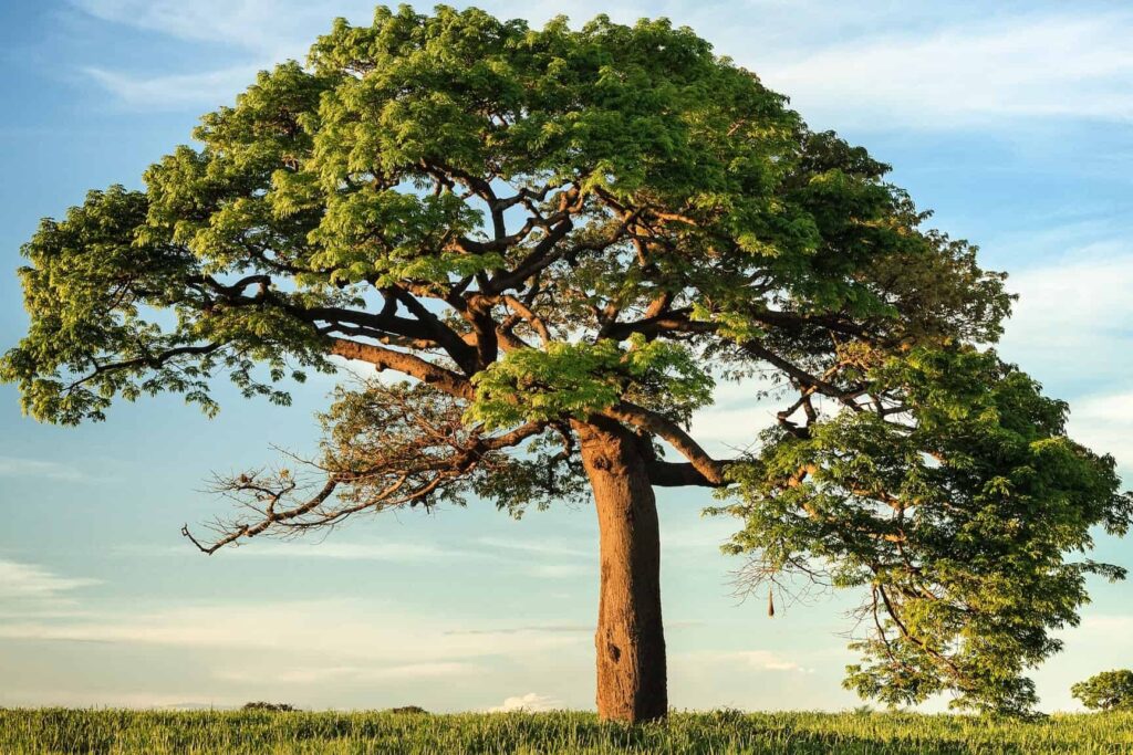 ¿Por qué se llama árbol genealógico? ¿Por qué se llama árbol genealógico?