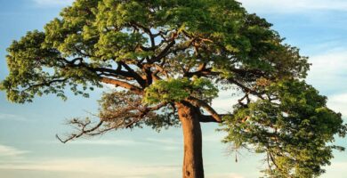¿Por qué se llama árbol genealógico?