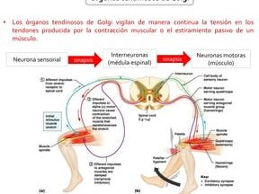 ¿Por qué se llama arco reflejo?