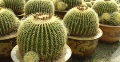 ¿Por qué se llama asiento de suegra? ¿Por qué se llama asiento de suegra?