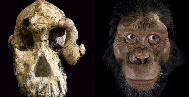 ¿Por qué se llama Australopithecus? ¿Por qué se llama Australopithecus?