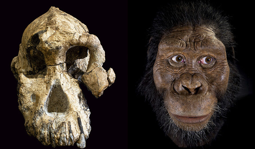 ¿Por qué se llama Australopithecus? ¿Por qué se llama Australopithecus?
