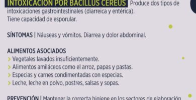 ¿Por qué se llama Bacillus cereus? ¿Por qué se llama Bacillus cereus?
