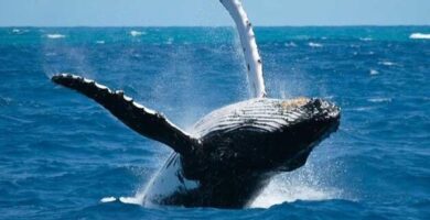 ¿Por qué se llama ballena jorobada? ¿Por qué se llama ballena jorobada?