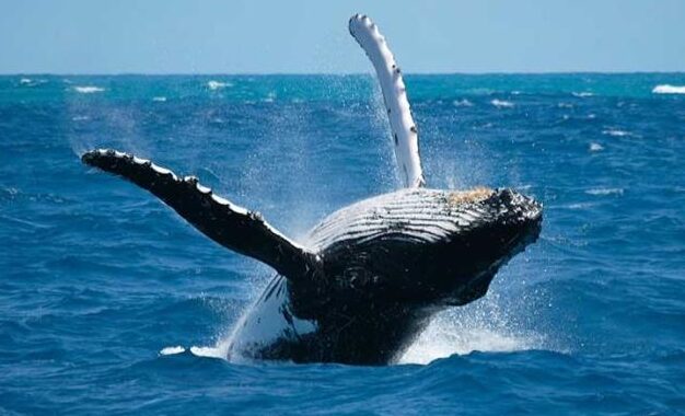 ¿Por qué se llama ballena jorobada? ¿Por qué se llama ballena jorobada?