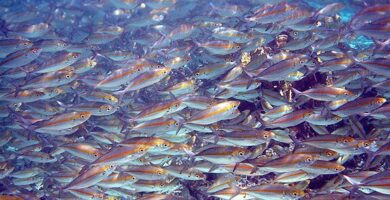 ¿Por qué se llama banco a los peces? ¿Por qué se llama banco a los peces?