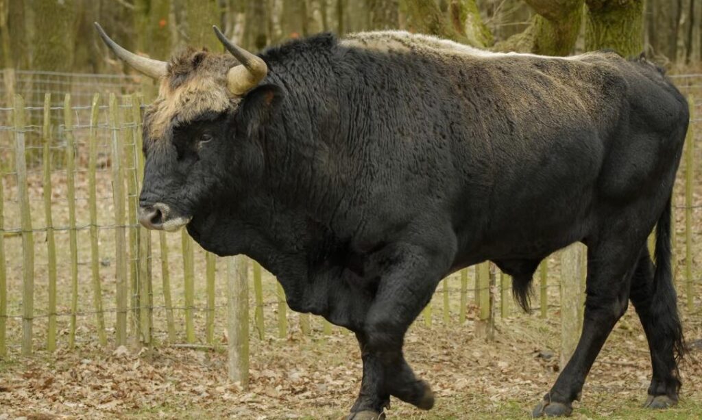 ¿Por qué se llama BBC a Toro? ¿Por qué se llama BBC a Toro?