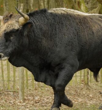 ¿Por qué se llama BBC a Toro?