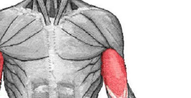 ¿Por qué se llama bíceps? ¿Por qué se llama bíceps?
