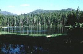 ¿Por qué se llama bosque boreal? ¿Por qué se llama bosque boreal?