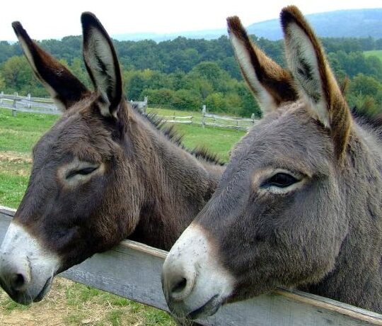 ¿Por qué se llama burro al asno? ¿Por qué se llama burro al asno?
