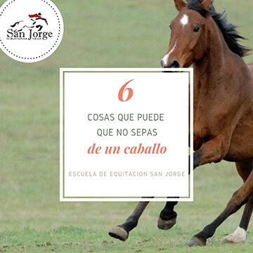 ¿Por qué se llama caballo? ¿Por qué se llama caballo?