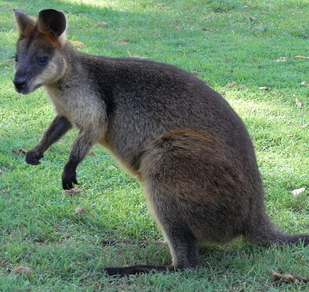 ¿Por qué se llama canguro? ¿Por qué se llama canguro?