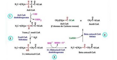 ¿Por qué se llama β oxidación? ¿Por qué se llama β oxidación?