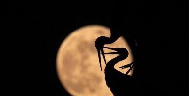 ¿Por qué se llama claro de luna?